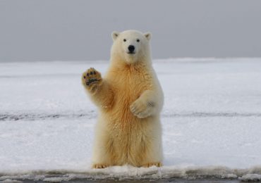 Proekologiczna kampania sklepów IKEA. W roli głównej... niedźwiedź polarny